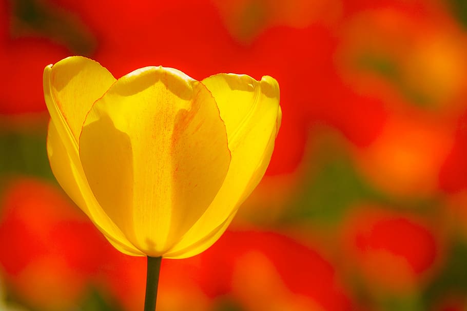 tulips, flowers, spring, spring flowers, yellow, color, easter HD wallpaper