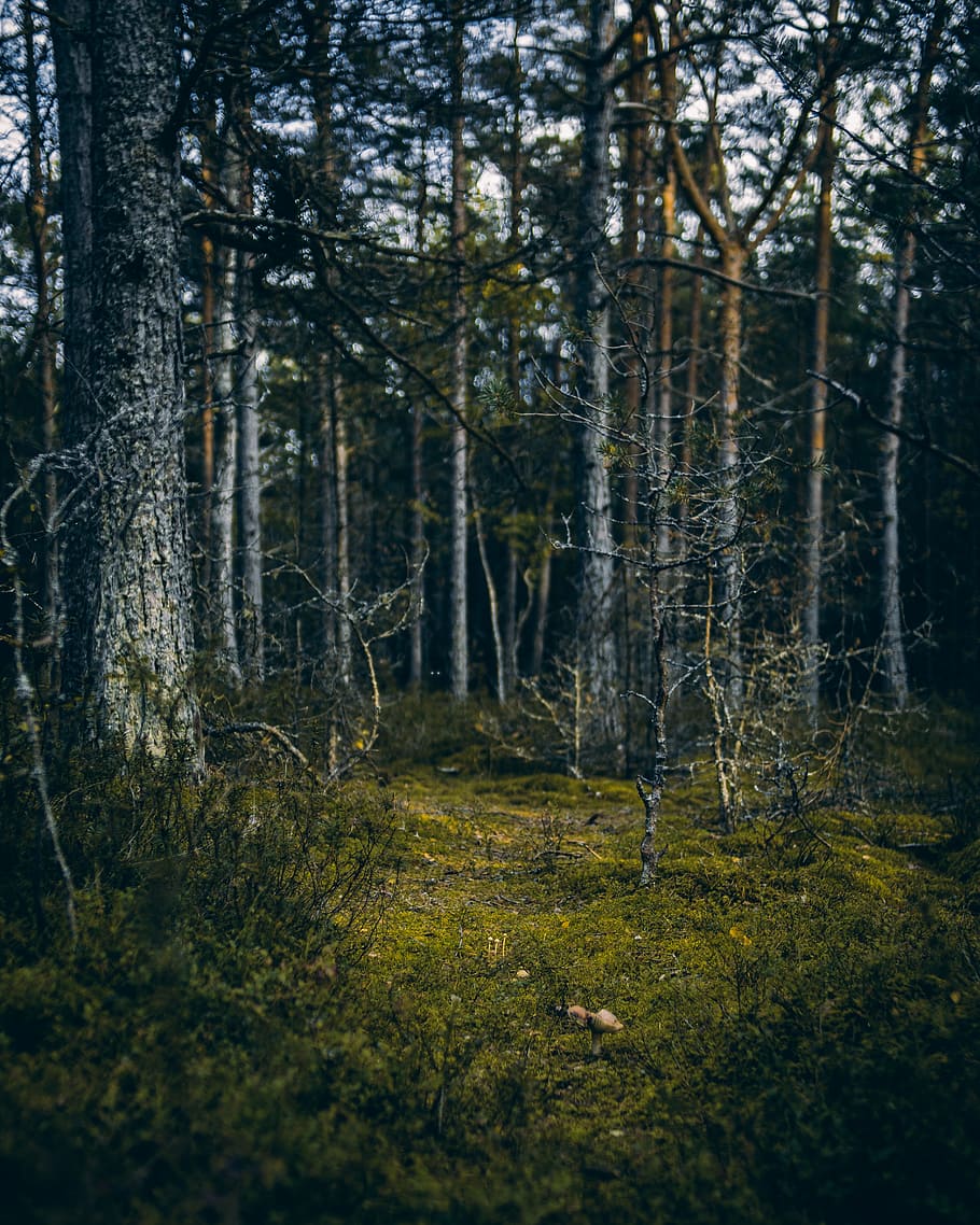 Into The Wild, tree, grass, forest, woodland, green, pine, outdoors HD wallpaper