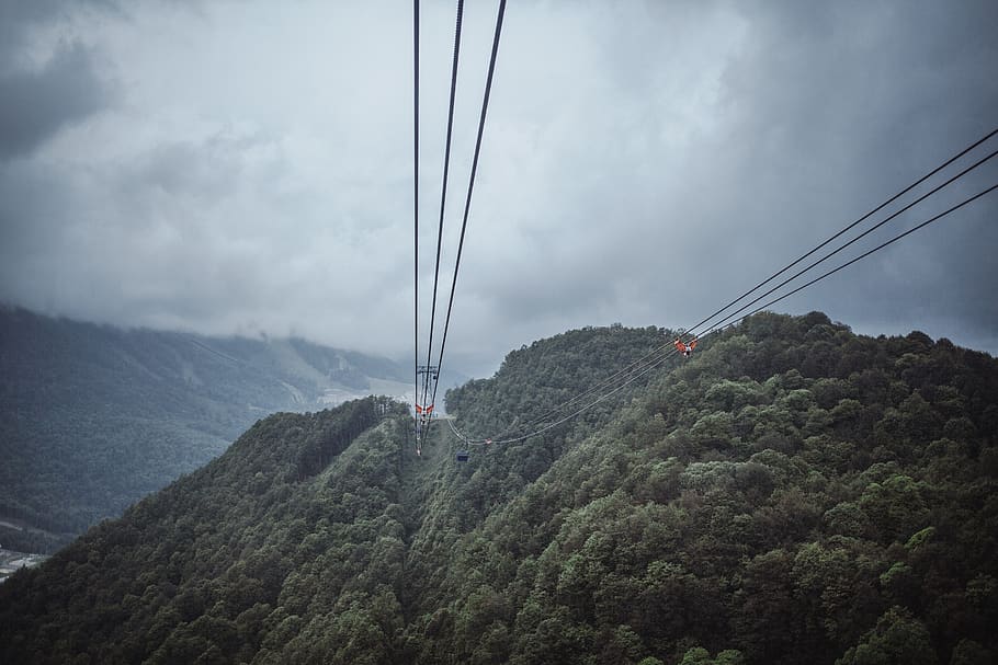 russia-sochi-trees-green.jpg