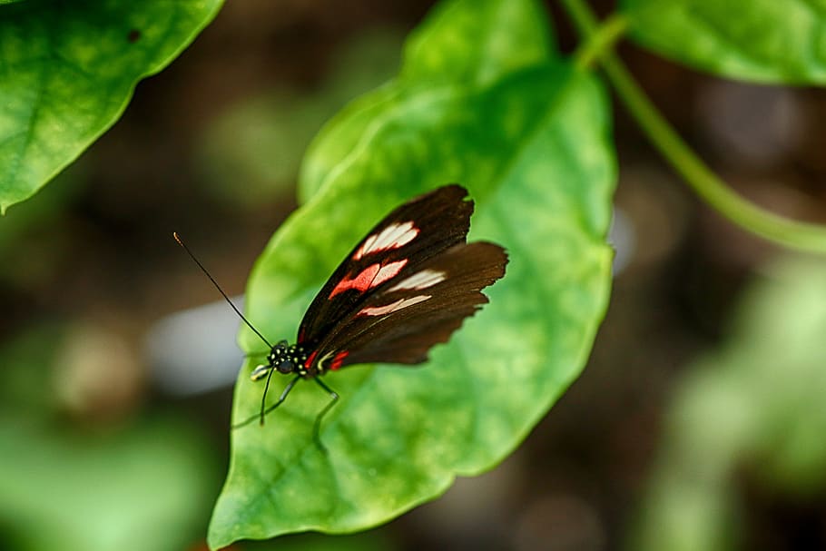 butterfly, insect, tropical, macro, animal wildlife, invertebrate HD wallpaper