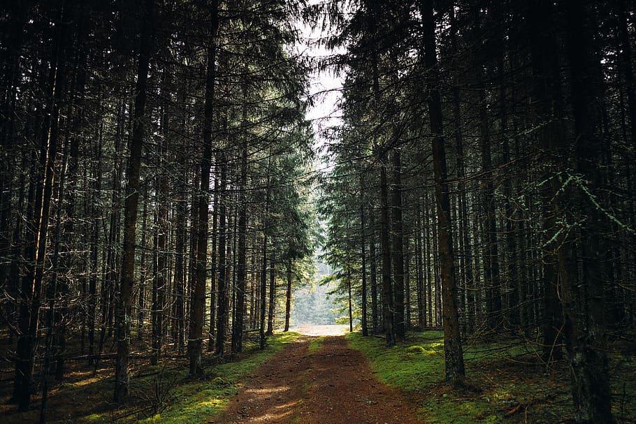 Brown Dirt Road Lined With Trees, adventure, conifer, dawn, environment HD wallpaper