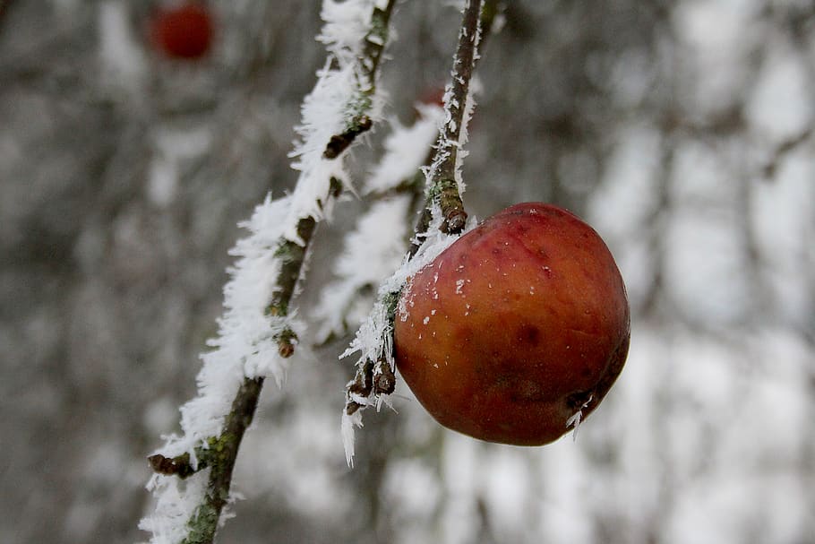 apple, tree, winter, snow, ice, cold, photography, travel, cold temperature, HD wallpaper