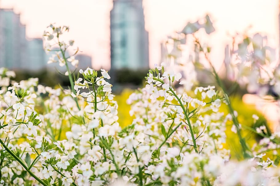 white flowers, plant, blossom, petal, daisies, daisy, apiaceae HD wallpaper