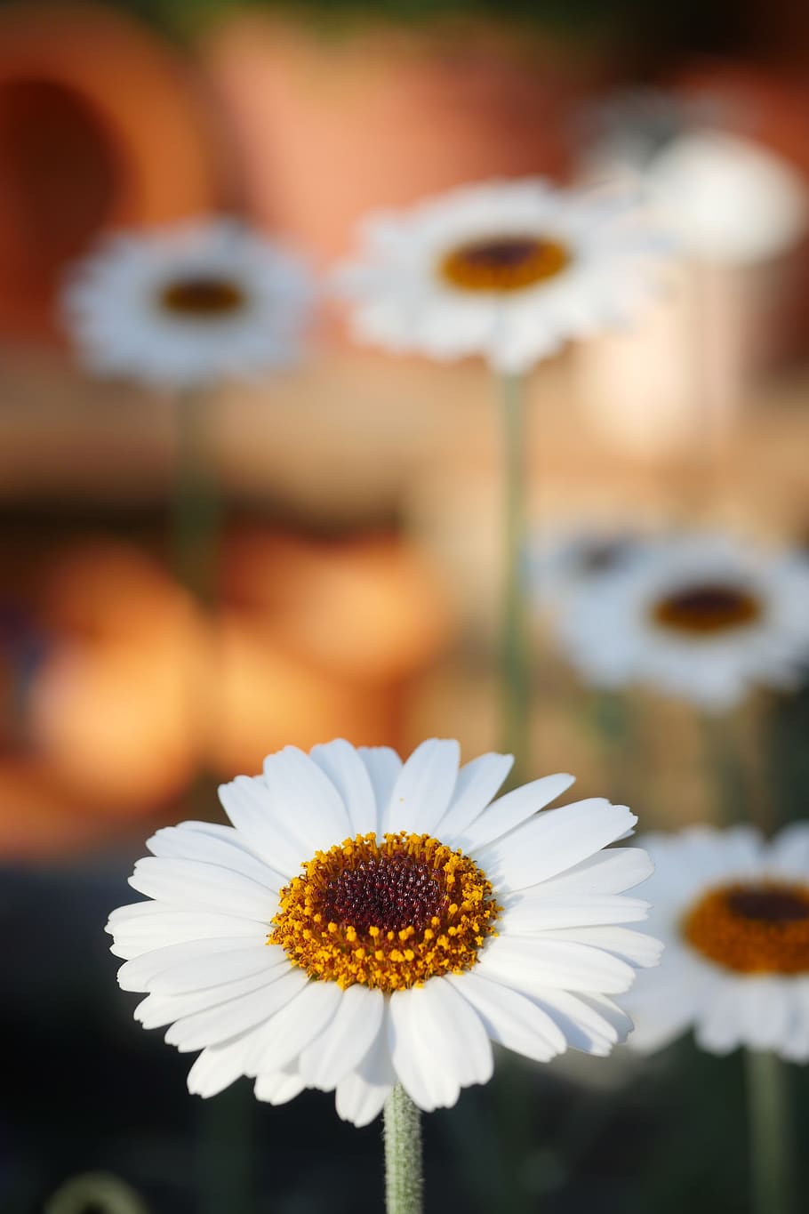 nature, plant, flower, spring, blossom, bloom, macro, close up HD wallpaper