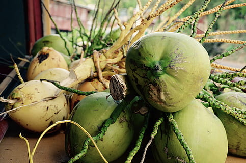 jamaica, mandeville, coconuts, food and drink, healthy eating HD wallpaper