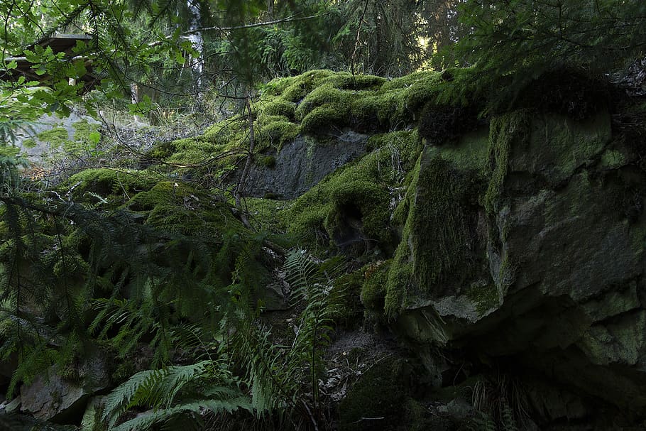 Photo of Mossy Rocks and Fern Plants, environment, flora, forest