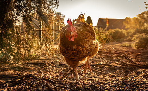 chicken, hen, poultry, range, bill, agriculture, animal, farm HD wallpaper