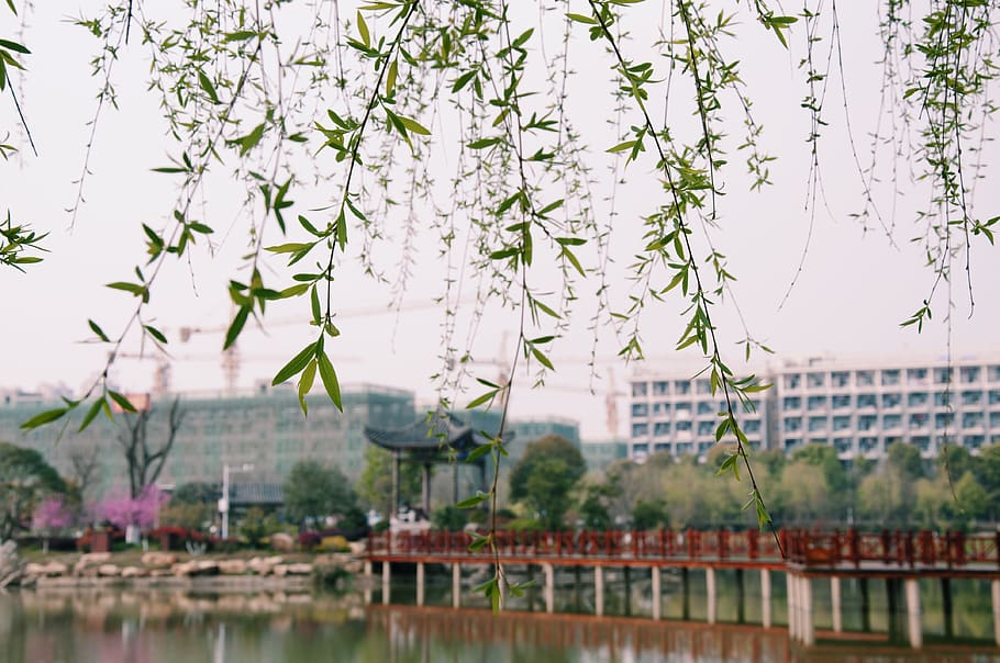 wust, willow, wind, green, plant, built structure, tree, building exterior HD wallpaper