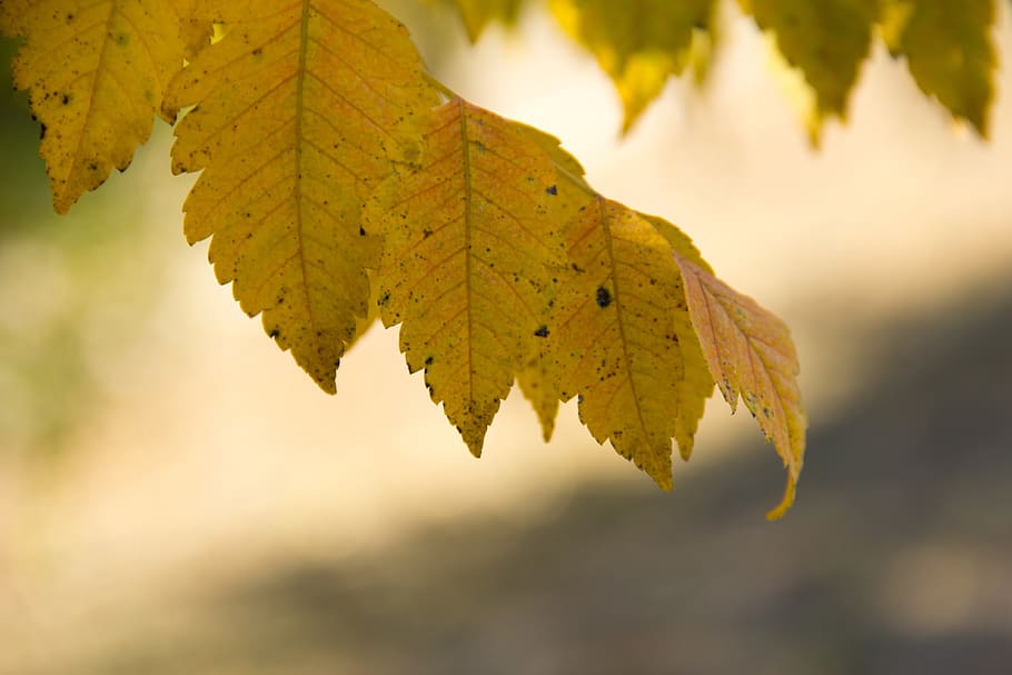 leaf, nature, autumn, forest, landscape, bright, sunrise, plant HD wallpaper