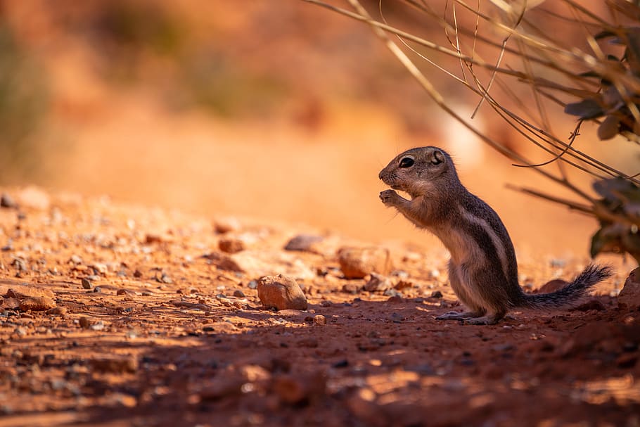 brown squirrel standing outdoor, animal, animal themes, animal wildlife HD wallpaper