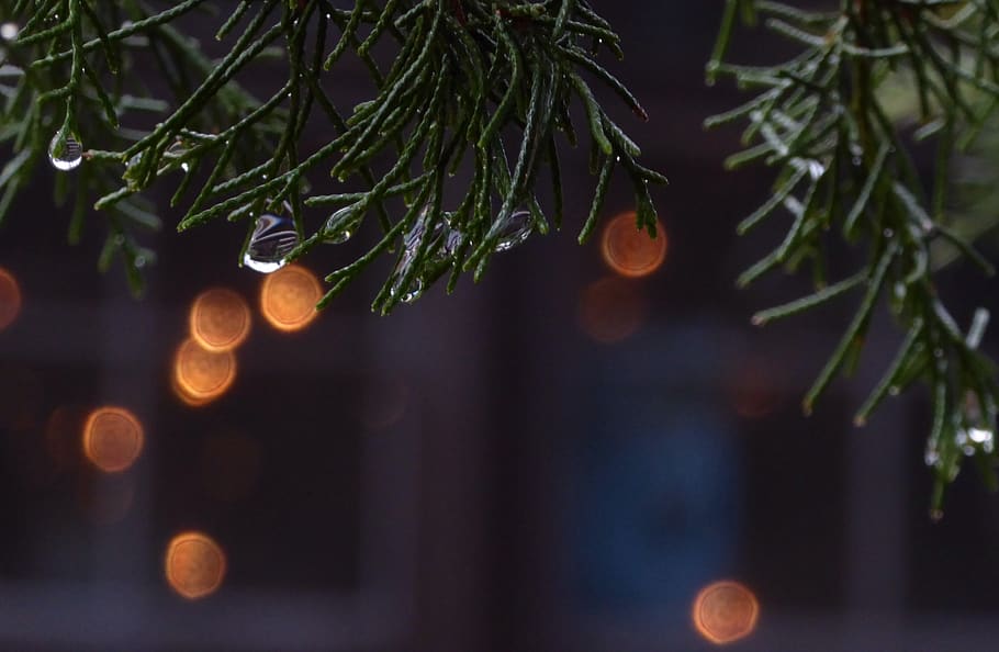 raindrops, evergreen, christmas, lights, tree, plant, night HD wallpaper