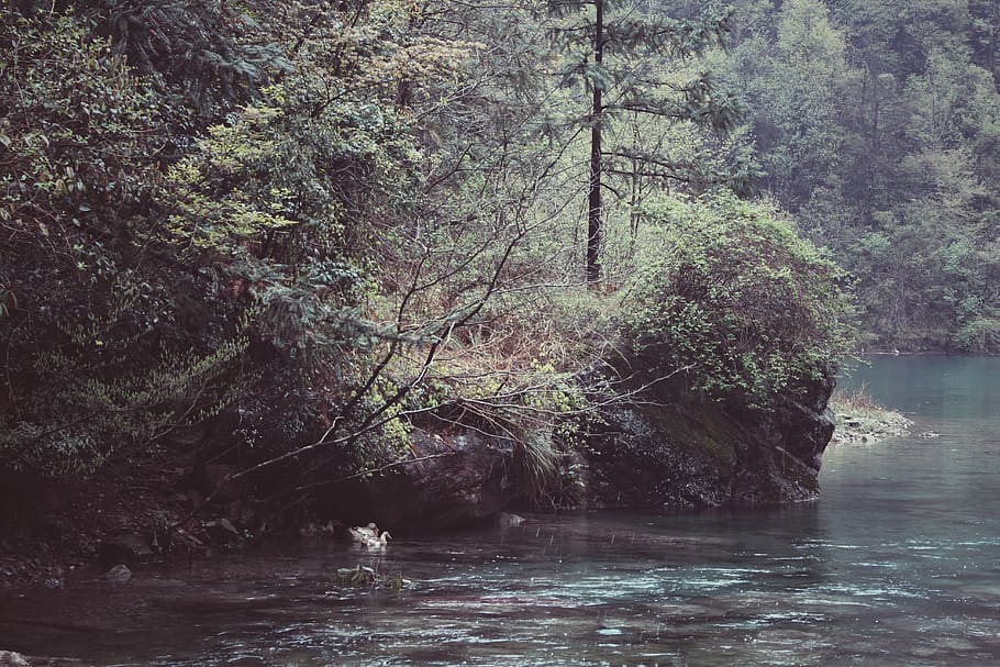 tree, water, plant, forest, land, nature, waterfront, tranquility HD wallpaper
