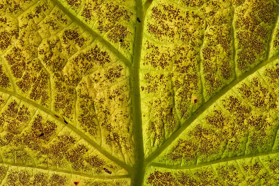 leaf, structure, texture, background, pattern, autumn, green HD wallpaper