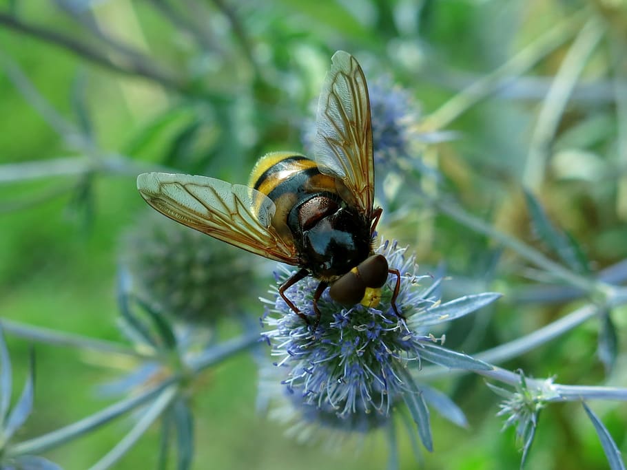 hover fly, hornet hover fly, forest schwebefliege, hummel floating fly HD wallpaper