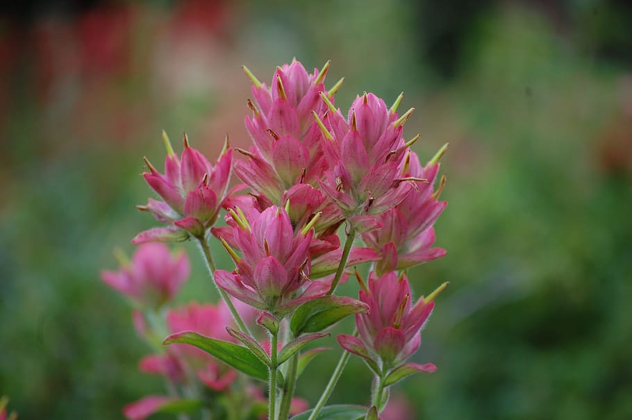flower, mountain, flowering plant, growth, beauty in nature HD wallpaper