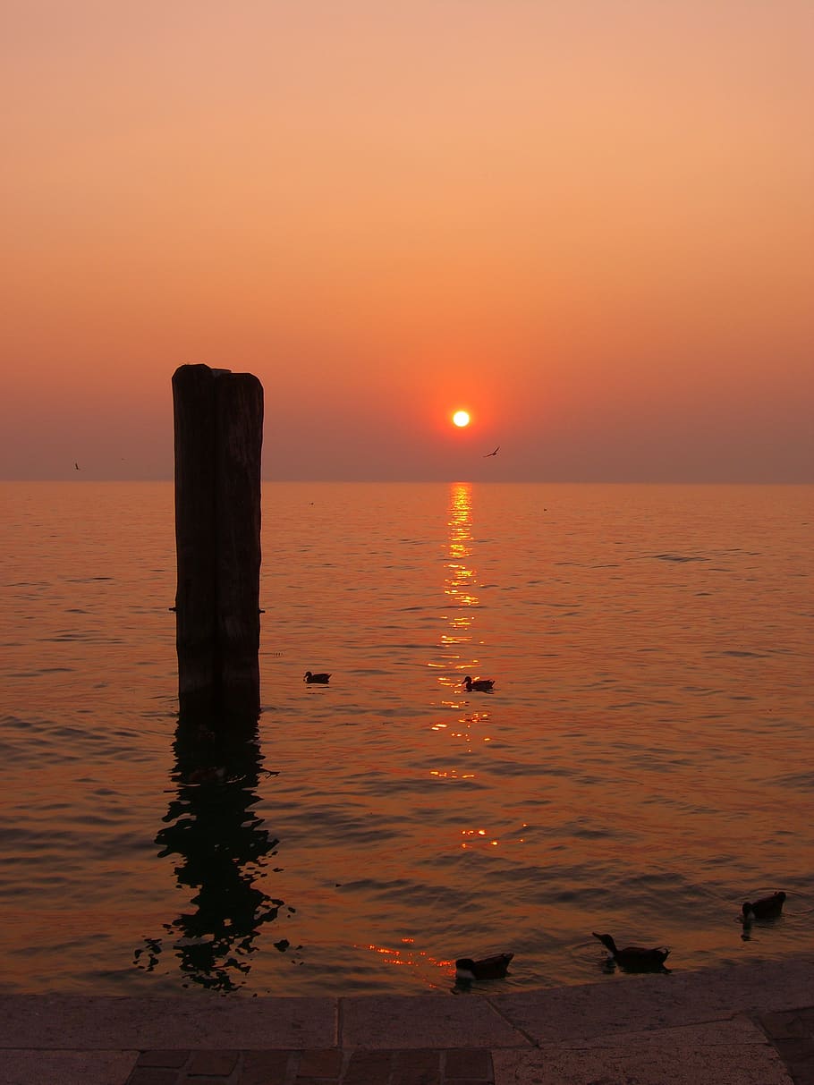 Duck on Body of Water Silhouette of Black Pillar during Golden Hour HD wallpaper