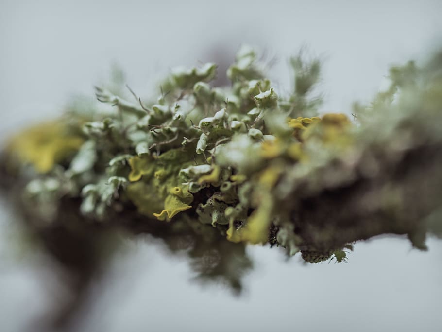 green algae, healthcare and medicine, close-up, plant, marijuana - herbal cannabis HD wallpaper