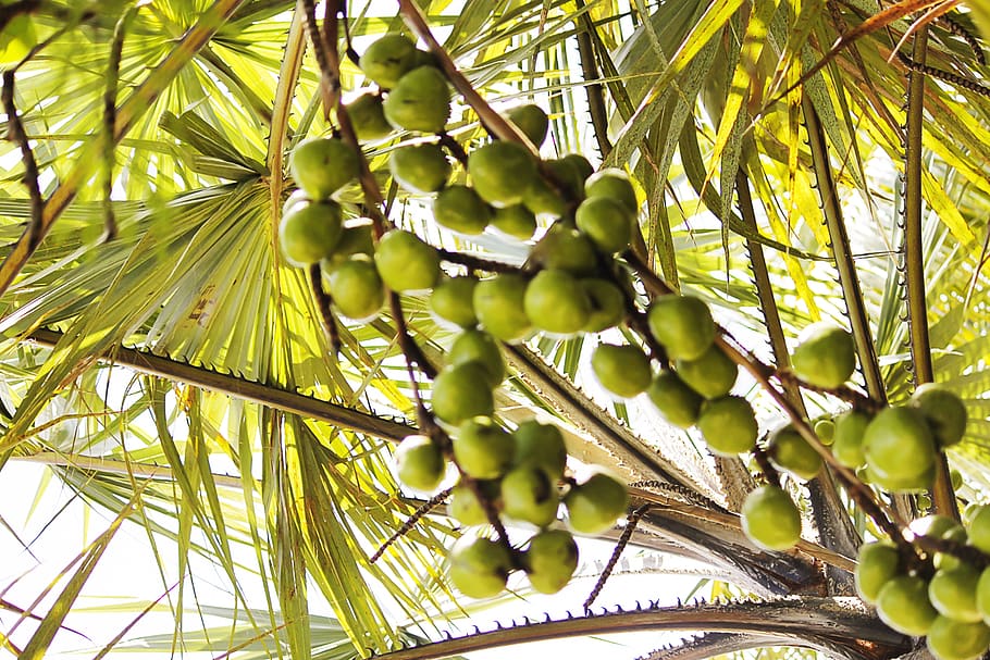 angola, mussulo, belas, beach, sea, sun, growth, plant, tree HD wallpaper
