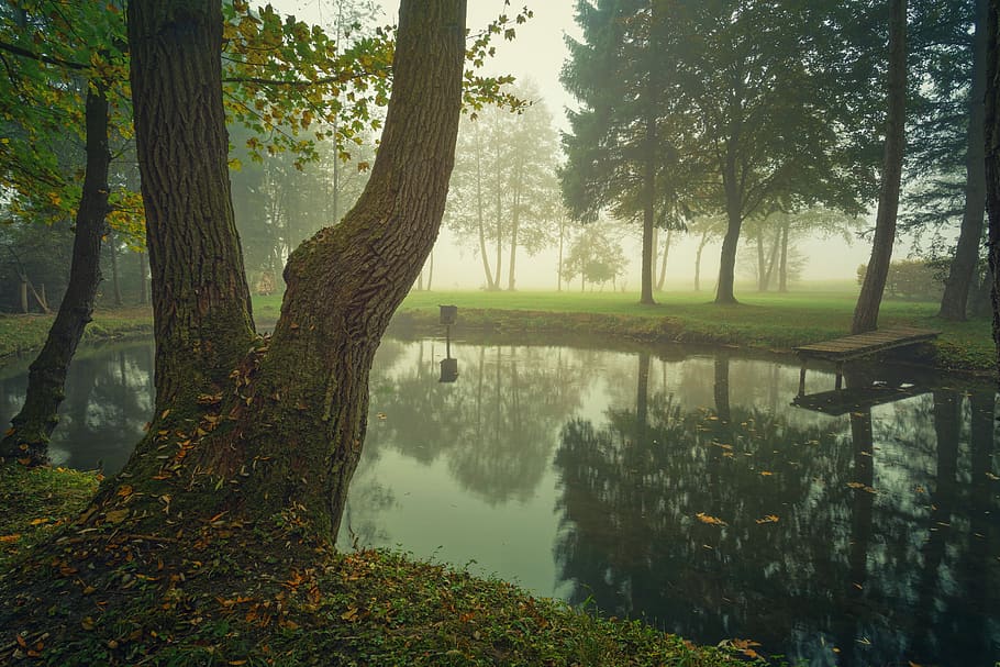 fog, lake, pools, tree, cold, foggy, water, nature, landscape HD wallpaper