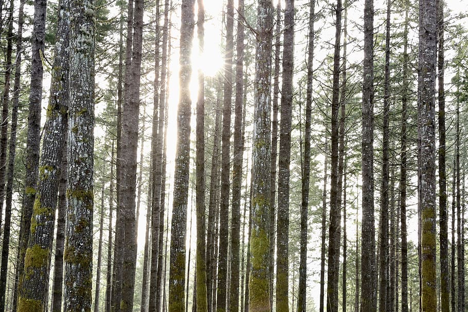 green trees during daytime, forest, plant, land, woodland, beauty in nature HD wallpaper
