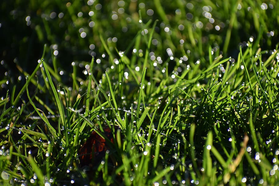 wallpaper, background, shimmer, light, wet, grass, green color HD wallpaper