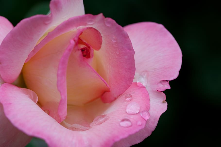 rose, pink, cream, petal, drop, black background, bud, flower HD wallpaper