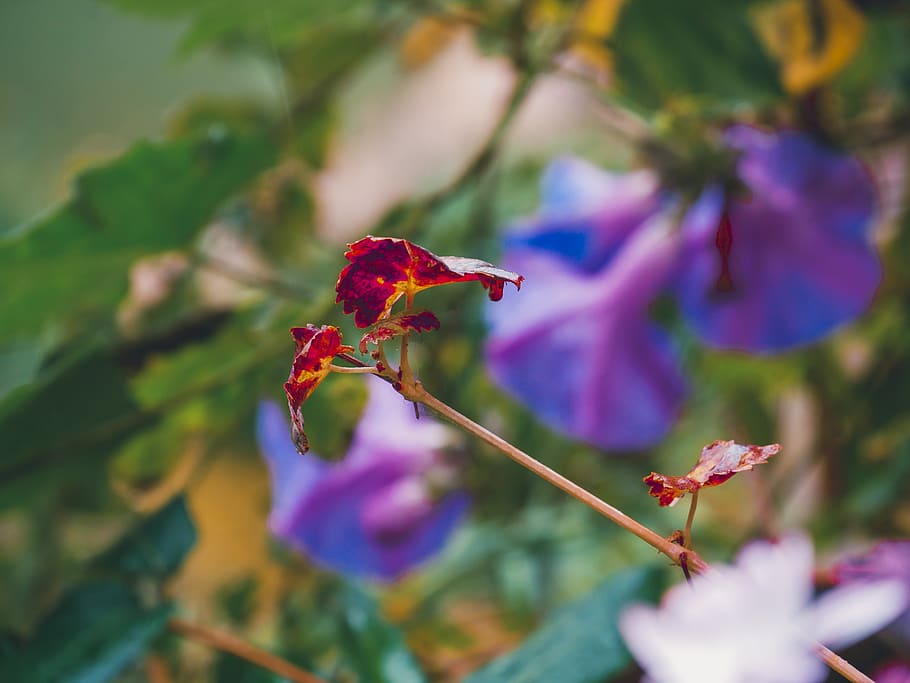 flower, garde, tree, nature, rain, flowering plant, beauty in nature HD wallpaper
