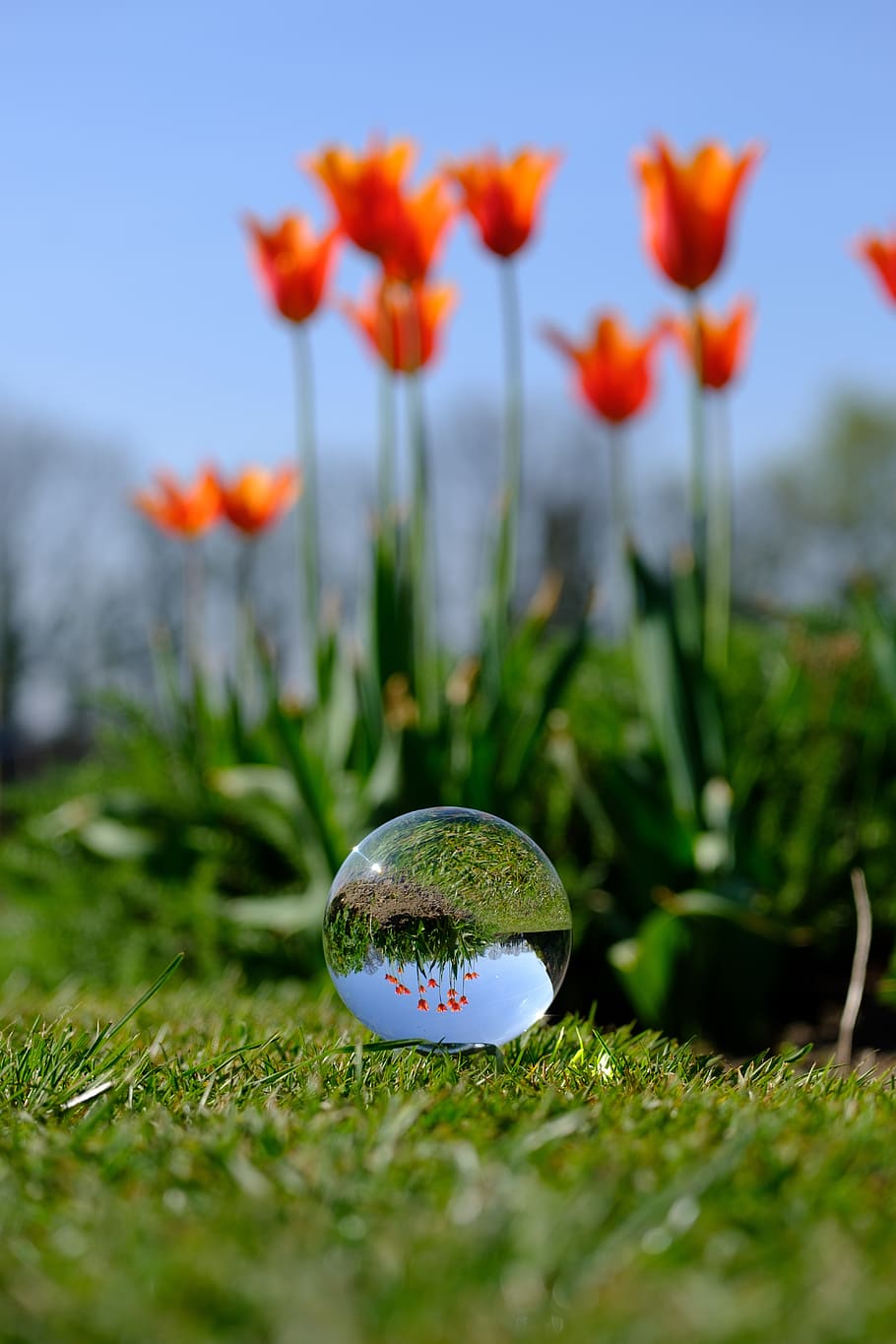 crystal ball, photography, flower, yorkshire, refraction, spring, HD wallpaper