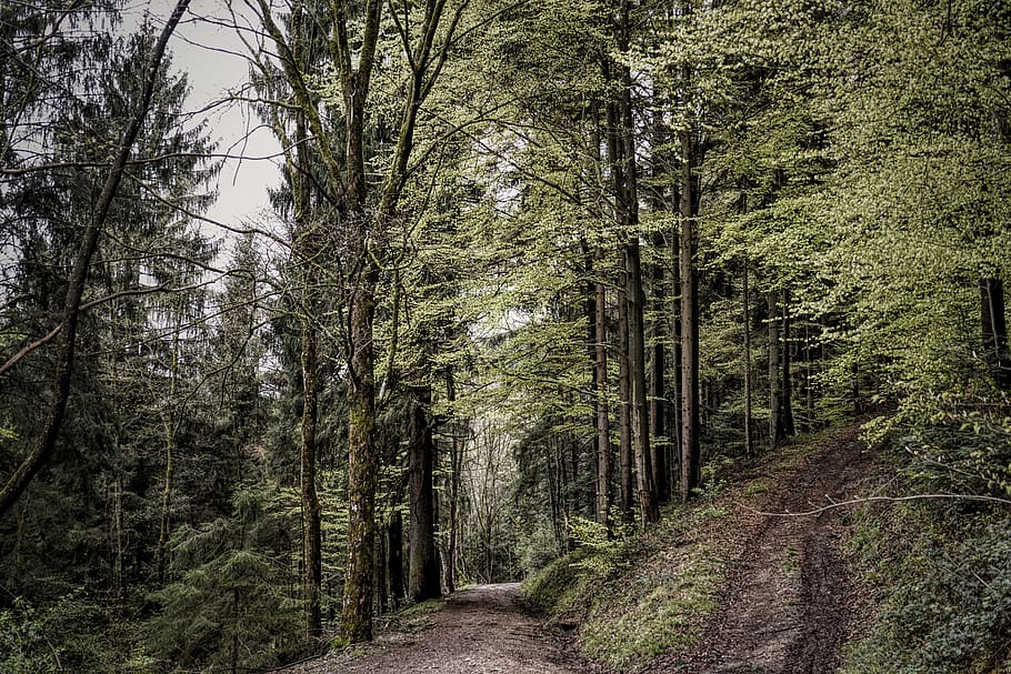 green-leafed trees, plant, forest, land, direction, the way forward HD wallpaper