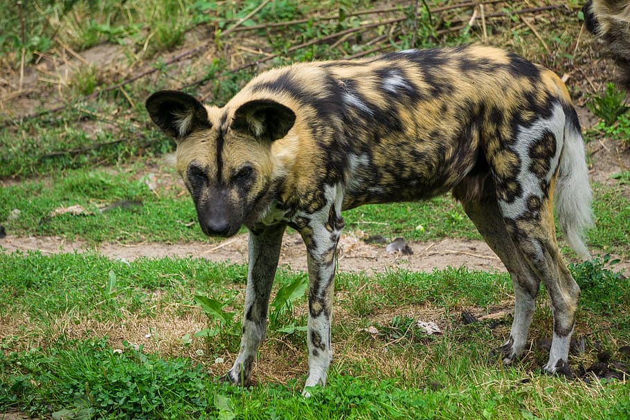 hyena, hyena dog, mammal, predator, carnivores, animal, animal world