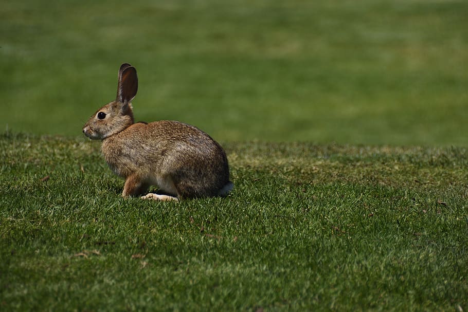 hare, nature, animal, rabbit, wild rabbit, grass, cute, furry HD wallpaper