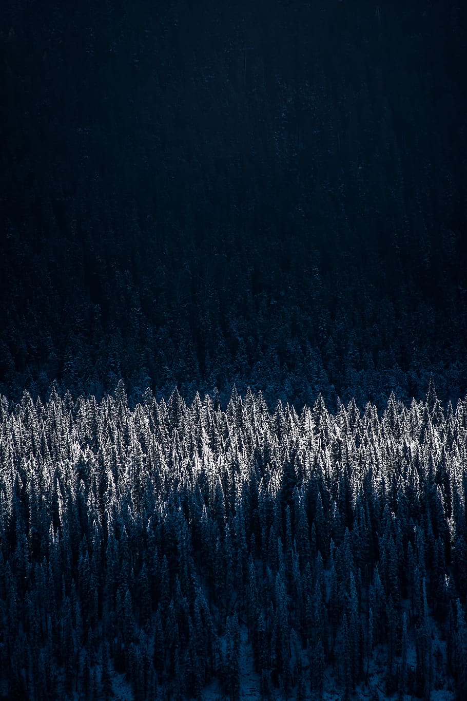 trees, forest, woods, nature, dark, no people, backgrounds HD wallpaper