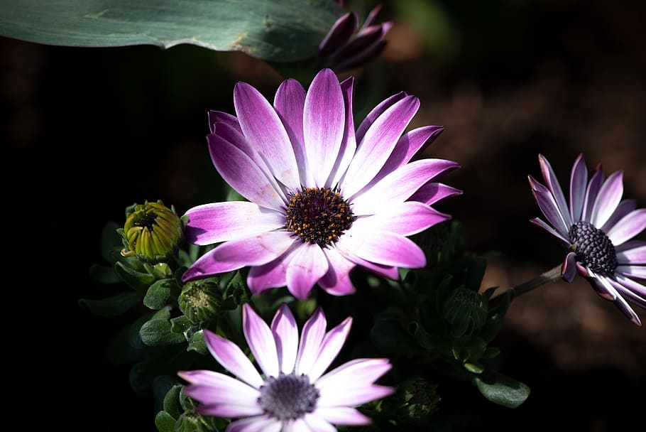 cape daisies, flowers, purple, white, garden, in the garden