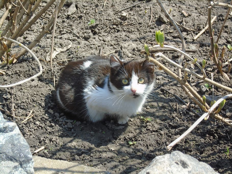 ukraine, nastashka, pets, one animal, domestic, domestic cat HD wallpaper