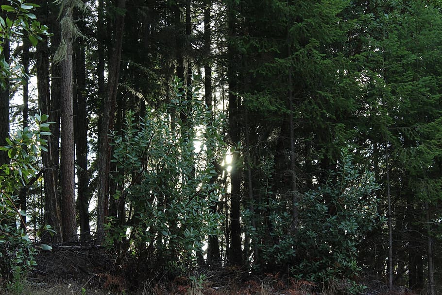 trees, sunlight, forest, oregon, plant, land, growth, tranquility HD wallpaper
