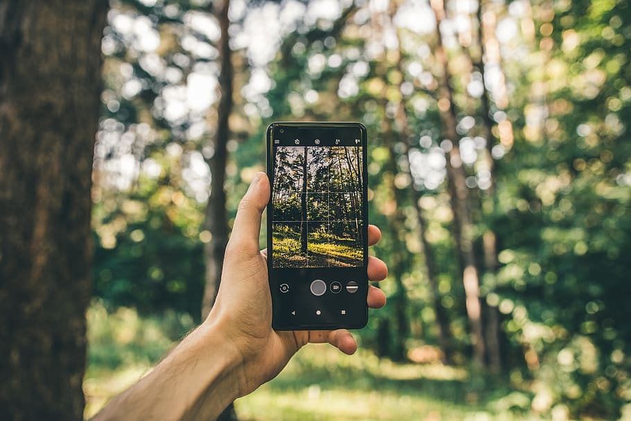Person Taking Photo Of Trees, forest, hand, phone, screen, smartphone HD wallpaper