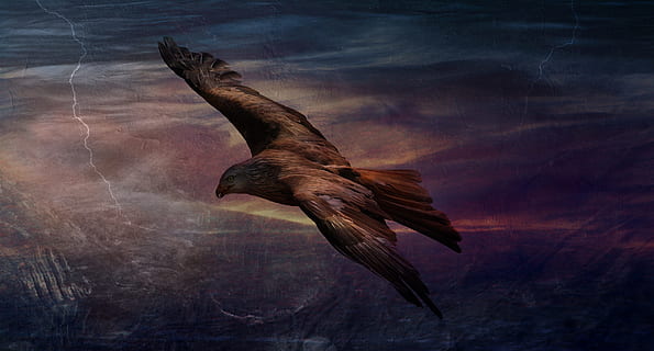 adler, hawk, eagle, quick, fast, fly, flying, bird, high, height HD wallpaper