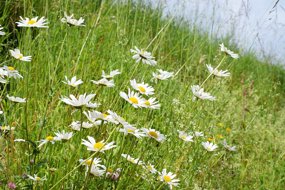 alpine, summer, flora, bloom, blossom, nature, daisy, plant HD wallpaper