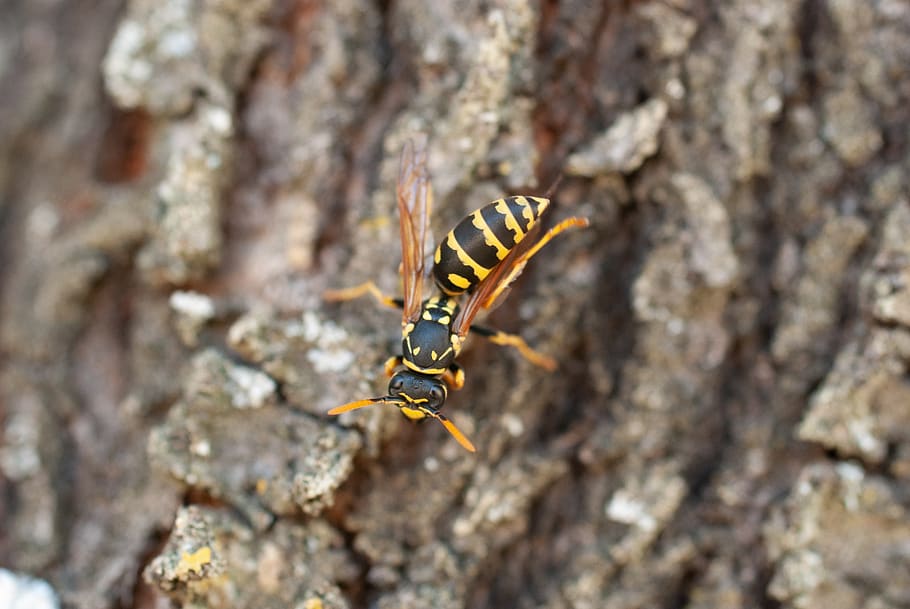 wasp, insect, nature, wing, yellow, black, animal wildlife HD wallpaper