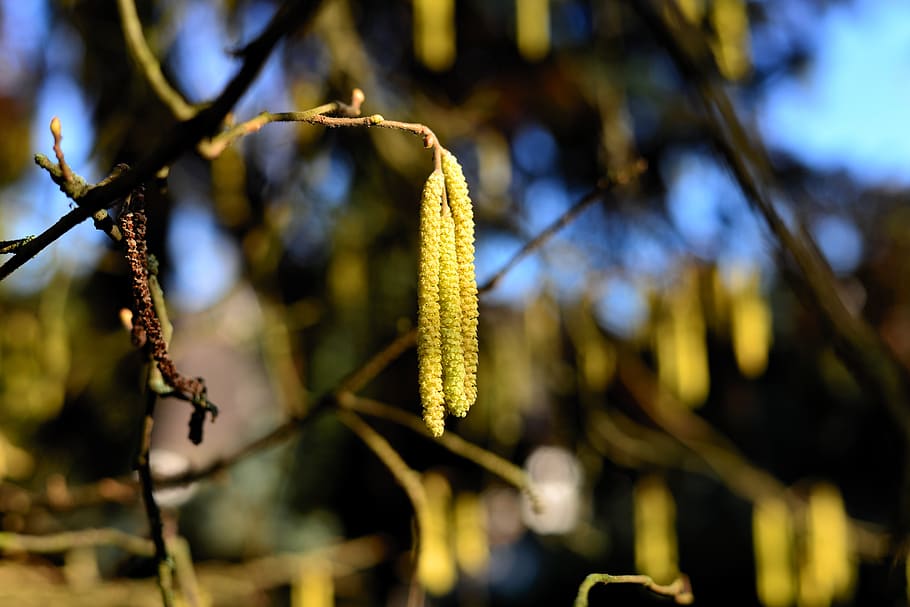 hazelnut tree, hazel flowers, hazel blossoms, spring, blossom kitten HD wallpaper