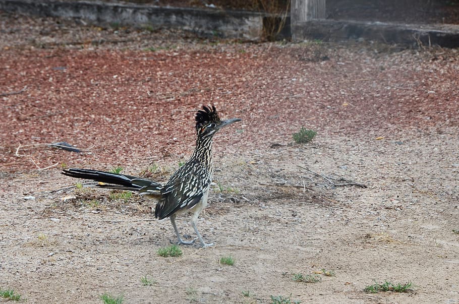 Калифорнийская Кукушка. Walking Bird.