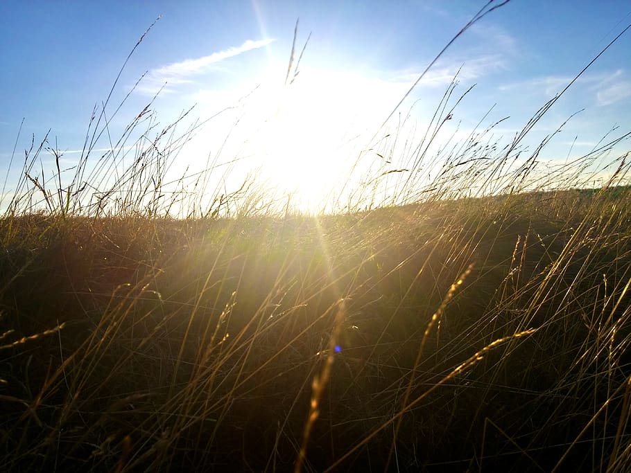 grass, sky, plant, land, beauty in nature, sunlight, field HD wallpaper