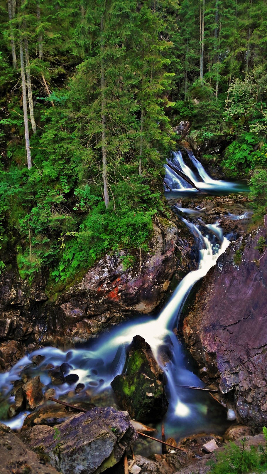 forest, tree, plant, water, scenics - nature, land, beauty in nature HD wallpaper