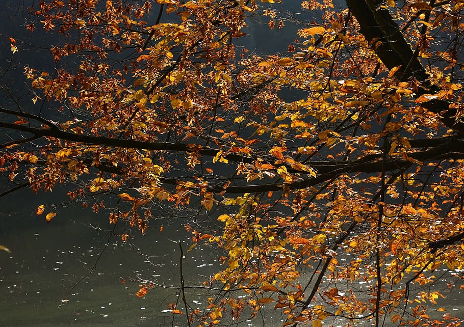 autumn, tree, mood, fall color, colorful, sunset, change, plant HD wallpaper