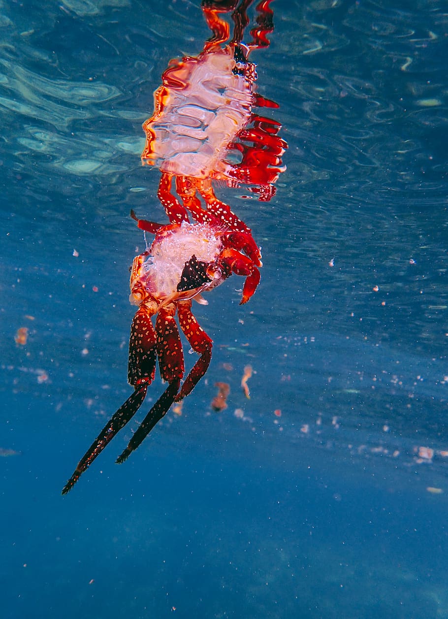 Red Sea Creature, animal, crab, ocean, underwater, animal wildlife HD wallpaper
