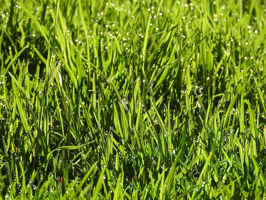 grass, wet, nature, drops, green color, plant, growth, full frame HD wallpaper