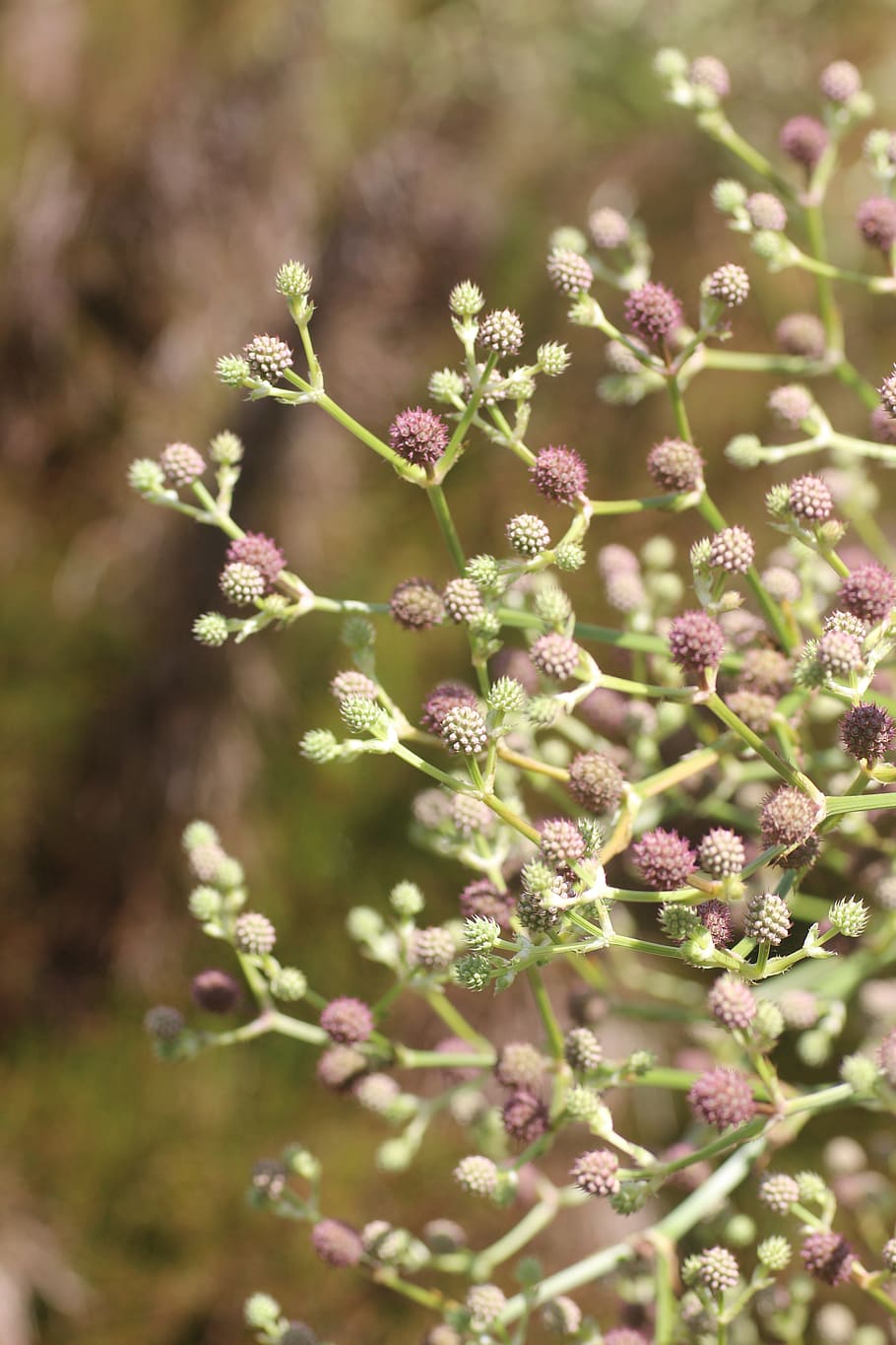 seeds, texture, botany, nature, flower, growth, flowering plant HD wallpaper