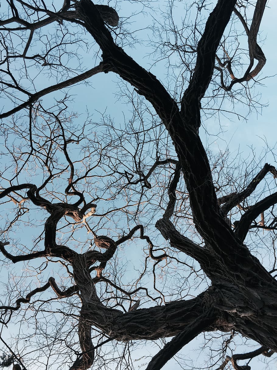 tree, branches, wood, texture, sky, bare tree, low angle view HD wallpaper