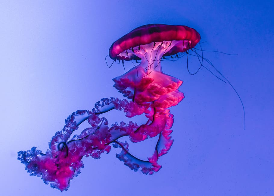 pink jelly fish digital wallpaper, underwater, sea, animal themes HD wallpaper
