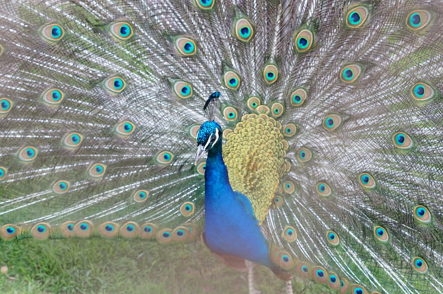 HD wallpaper: peacock, zoo, bird, blue, color, nature, birds, rainbow,  animals | Wallpaper Flare